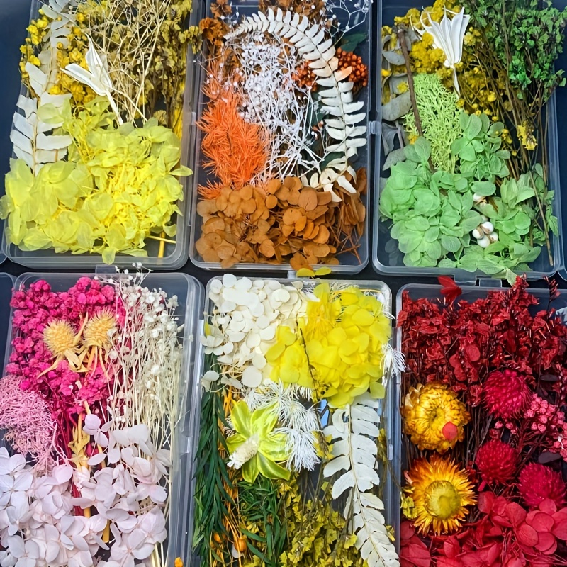 Fiori secchi colorati Piccole piante floreali essiccate naturali Mini veri  bouquet Decorazione domestica