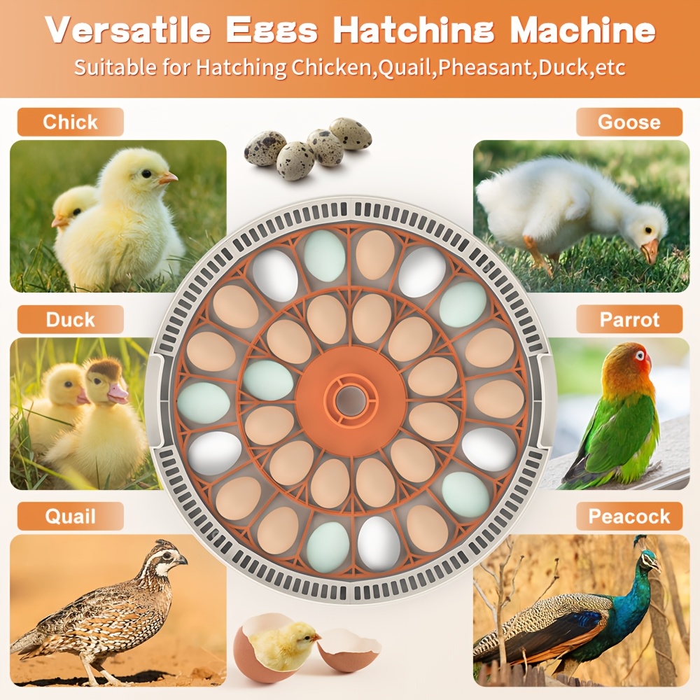 The Fully Automatic Incubator Is Designed for Hatching Chicken Eggs, Featuring Automatic Temperature Control, an LED Egg Candling Light, Humidity Monitoring, And a 360° View. It Can Incubate Up to 30 Chicken Eggs at Once, Suitable for Chickens