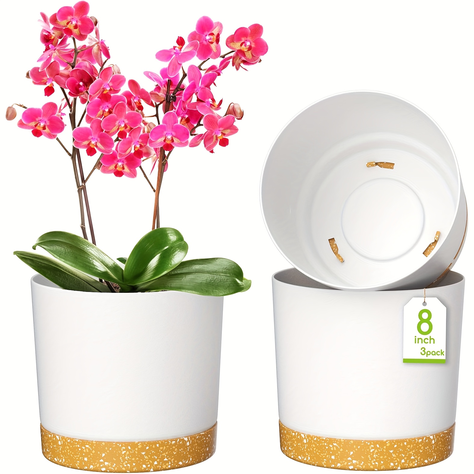 judas tree bonsai Bonsai Starter Kit