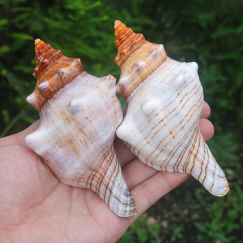 sea shells - United Kingdom