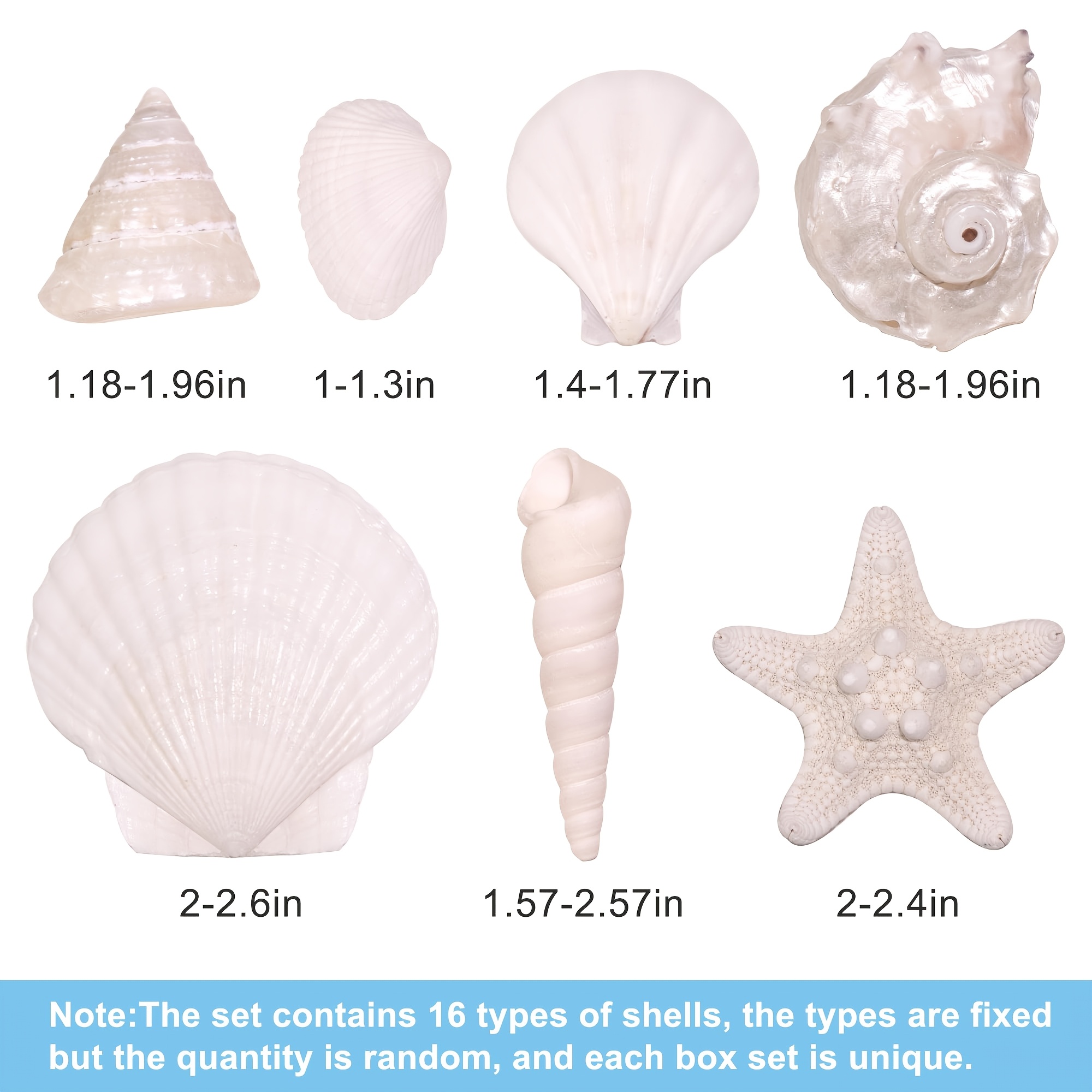Image of Silvery Shell Mixed Ocean Shells Set, 1.2"-2.6" Sizes Seashell & Starfish For Beach Themed Decor, Diy Crafts, Vase Fillers, Fish Tank, Home, Wedding & Party Decoration