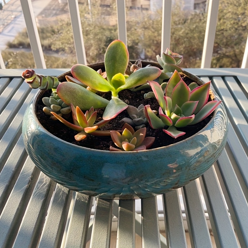 1 succulent plant ceramic flower pot large succulent plant - Temu Cyprus