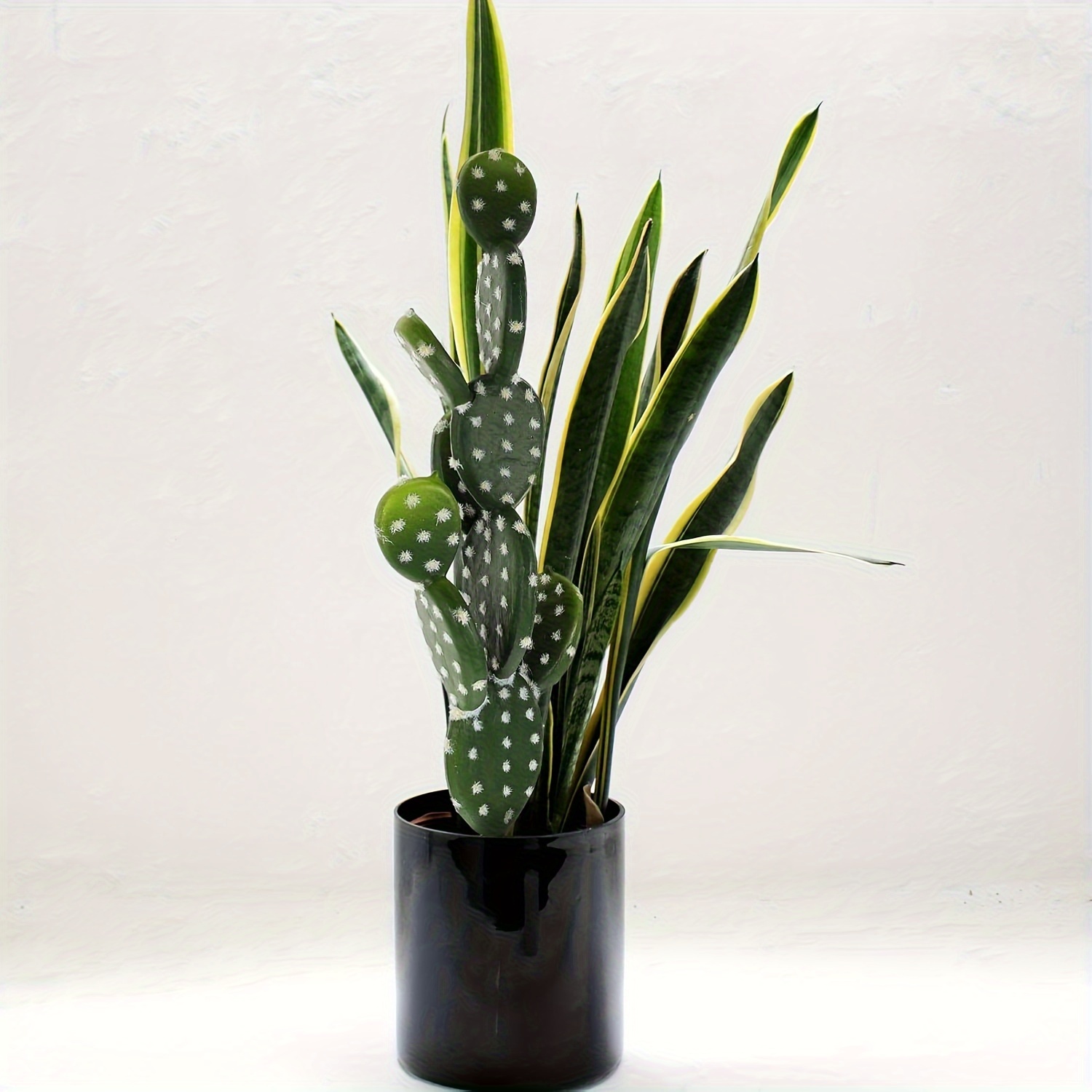 calathea eingerollte blätter Calathea Stripestar Living main image 0