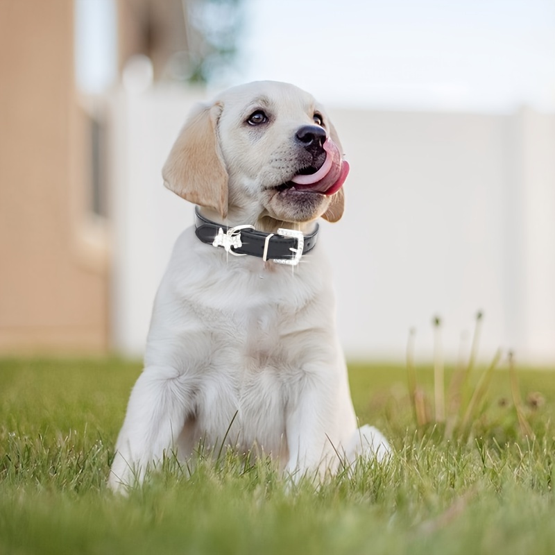 lderhalsband till hund justerbart halsband med glittrande - Temu Sweden