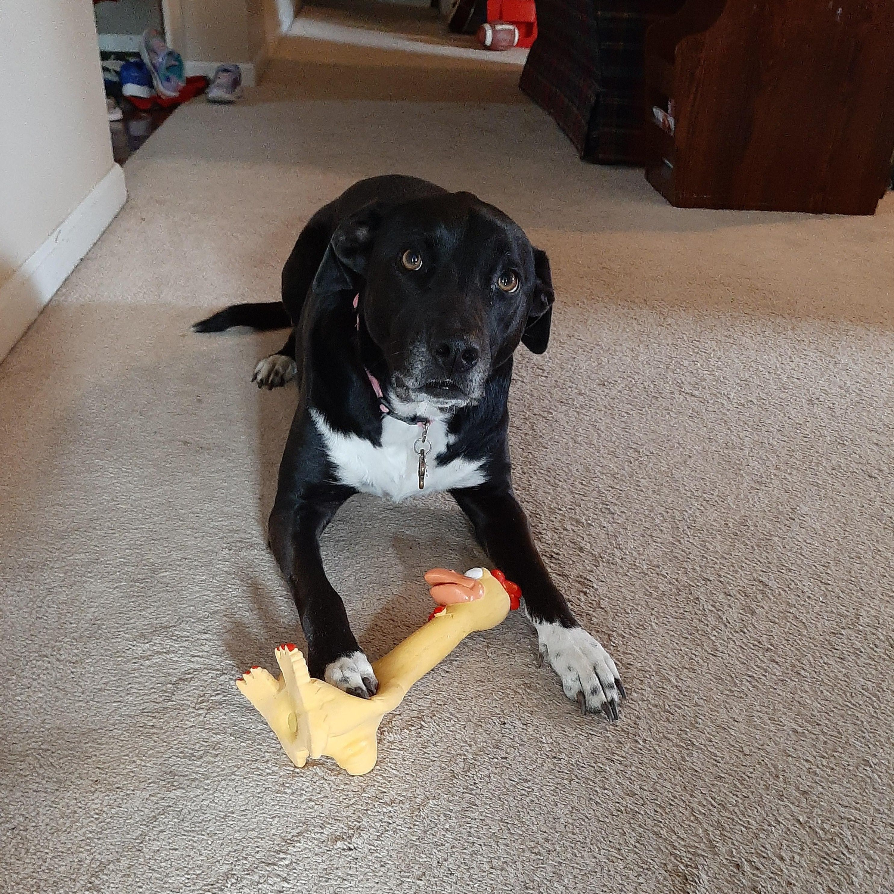 Sturdy Latex Toy Shaped Like a Screaming Chicken, Duck, Or Dog, Designed for Chewing And Playful Entertainment with a Squeaker for Added Fun, Without Battery