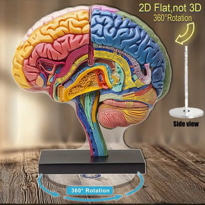 brain model sold on Temu United States