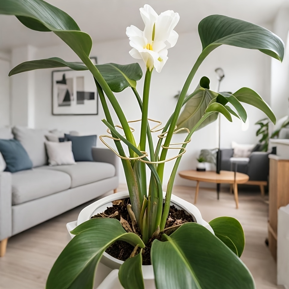 Plant Stem Support - Durable Monstera Stabilizer Grab Bar, Unique Climbing Plant Design, Turtle-Shell Bungie Kit, Ideal Plant Support for Healthy Growth, Decorative Plant Support