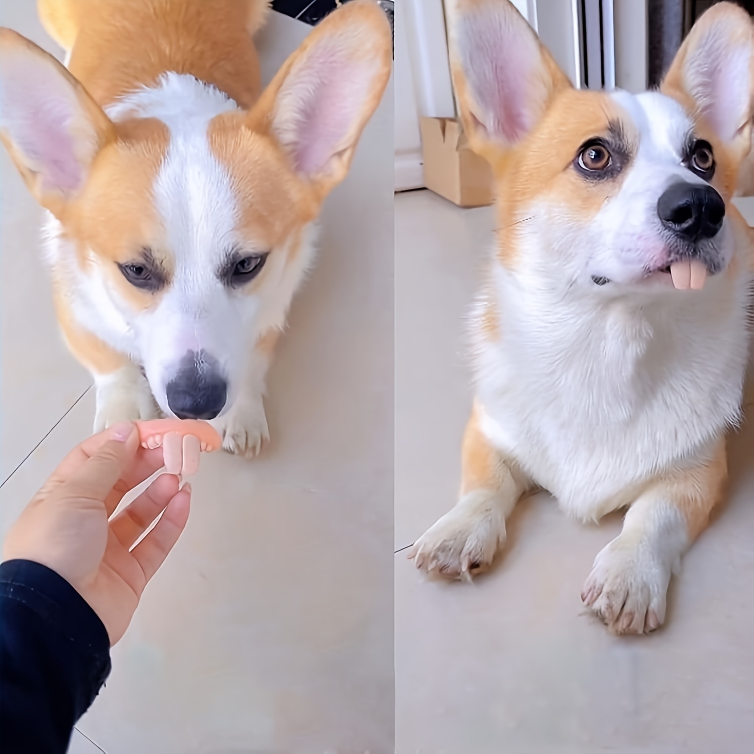 3pcs hilarious dog denture toys durable tear resistant   teeth for   for halloween photoshoots Product details 3