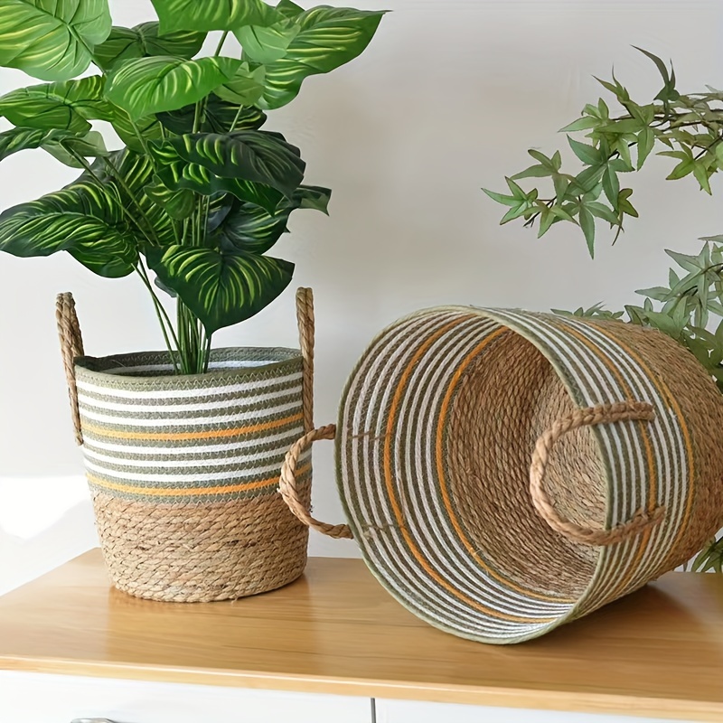 where to buy monstera plant Monstera Deliciosa Houseplants, Medium in Bubblegum