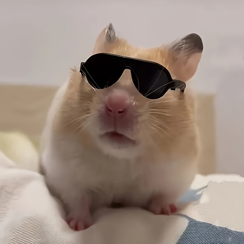 Hamster Funny Videos Funny Hamsters On Wheel Cage Funny Stock