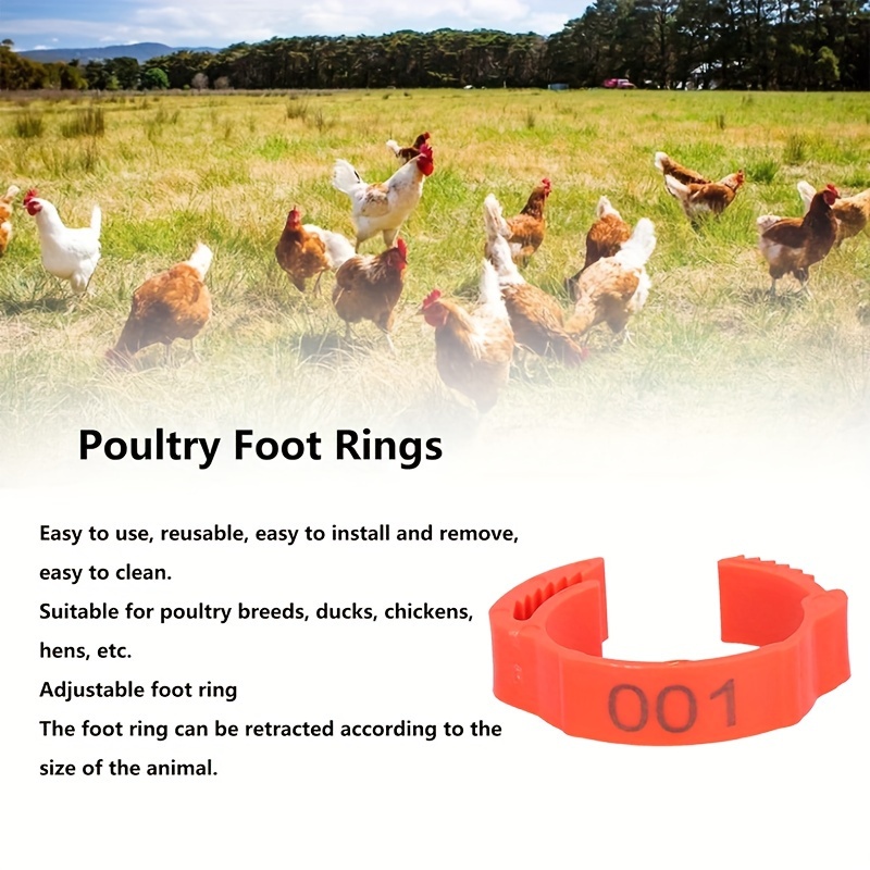 100 pack adjustable reusable colorful chicken leg bands numbered poultry identification tags for chickens ducks geese turkeys details 1