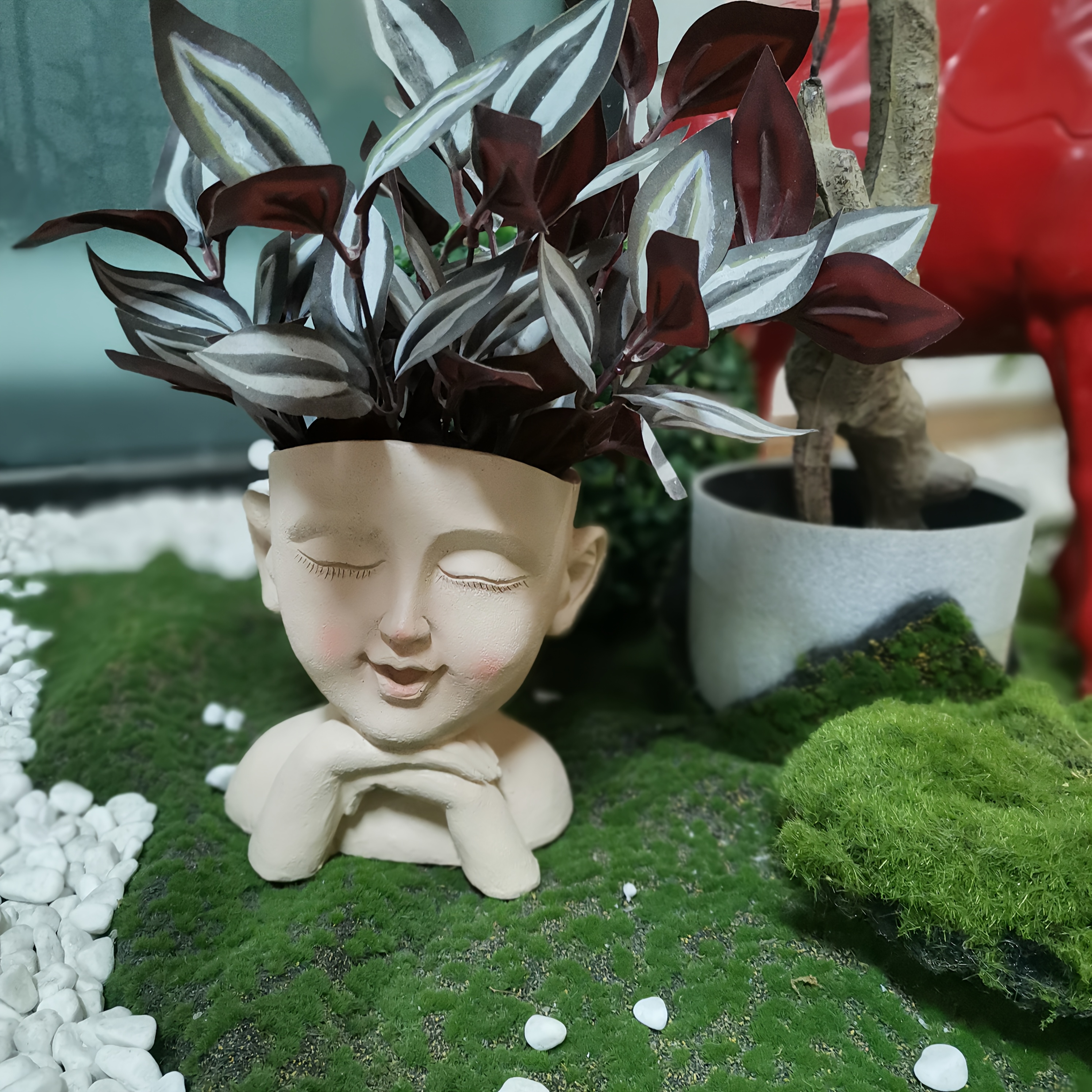 white ghost kaktus Euphorbia lactea 'White Ghost' For Sale