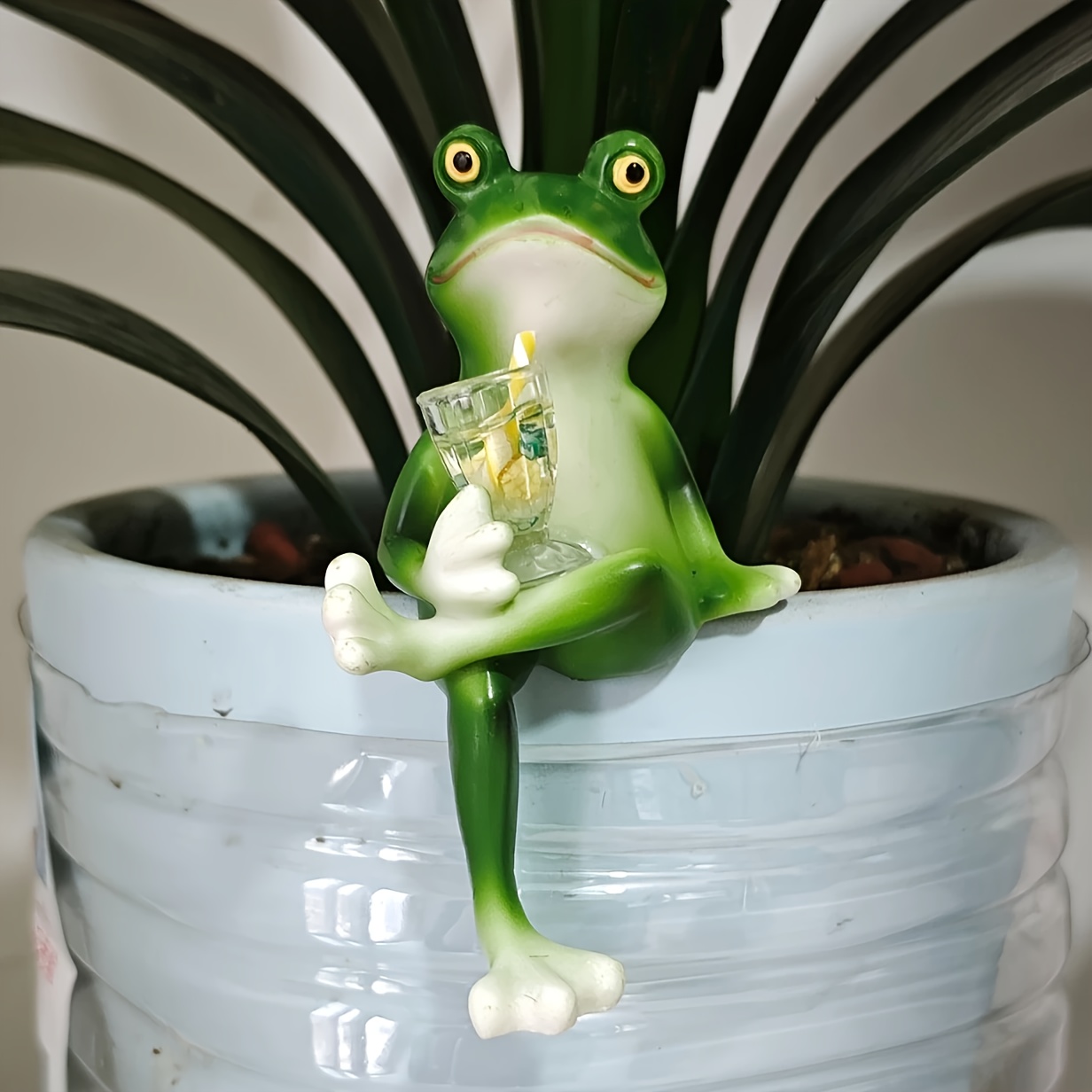 air plant hanging Tillandsia - Air Plants | Live Easy Houseplants