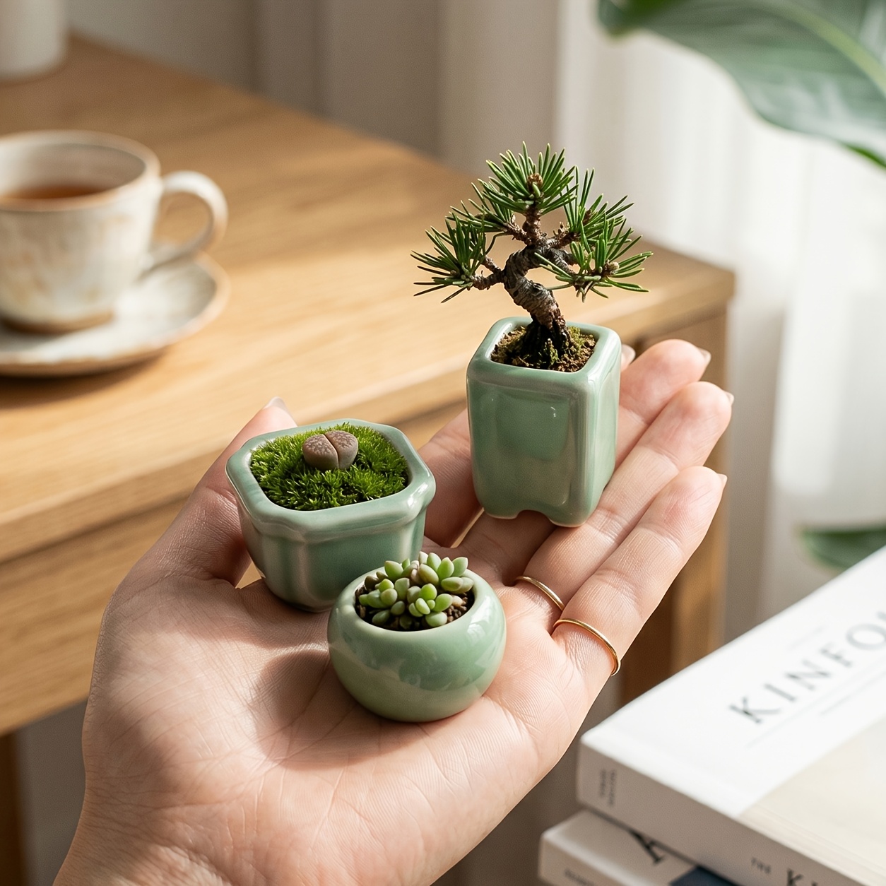 3 teiliges set exquisites mini keramik sukkulenten pflanzen