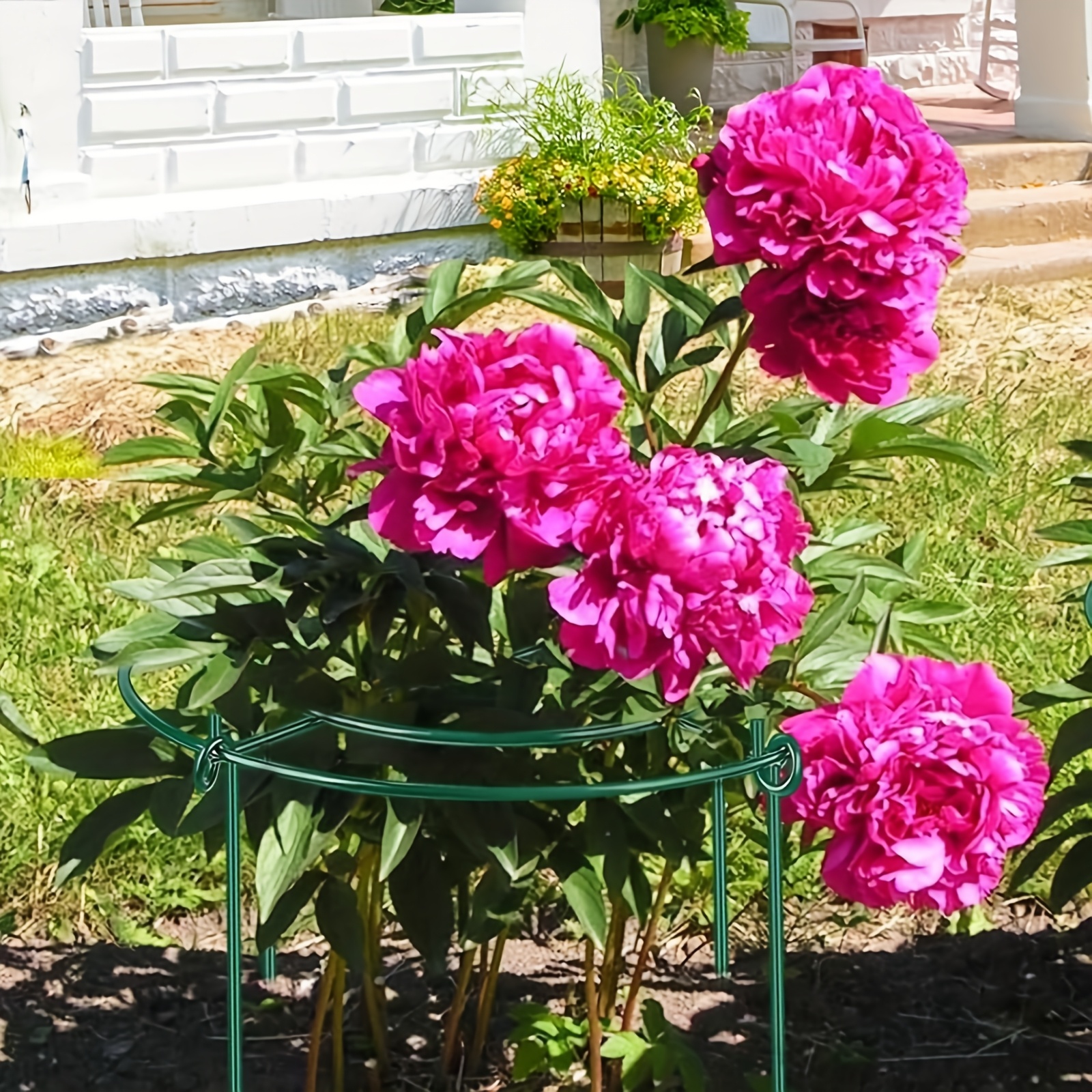 sets heavy duty peony support cages metal plant support Temu