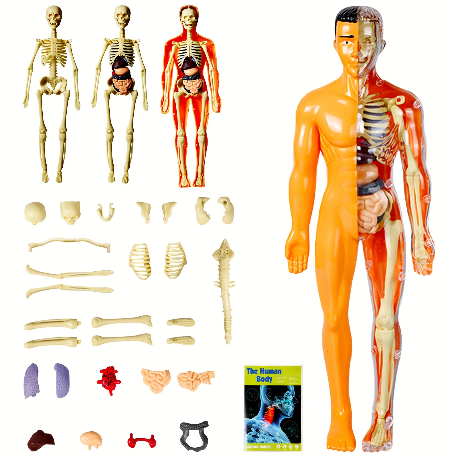 

11.3 Inches High, Including 8 Assembled And Disassembled Organ Skeleton Models And A Translucent Human , It Is A Teaching Organ Model For Students And Teachers To Learn Biology In The Classroom