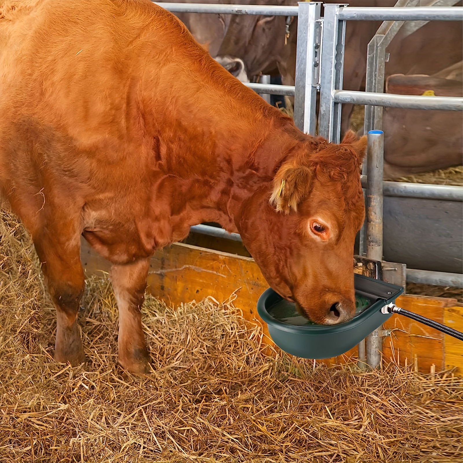 

4l Capacity Automatic Feeder And Water Bowl For Livestock - Plastic Material