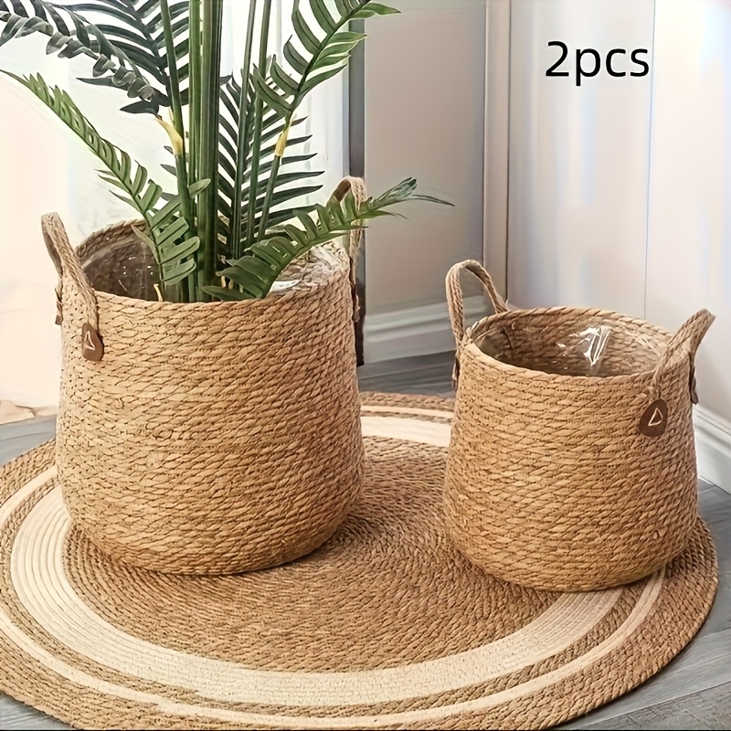 banana pot plant Banana Shrub 4