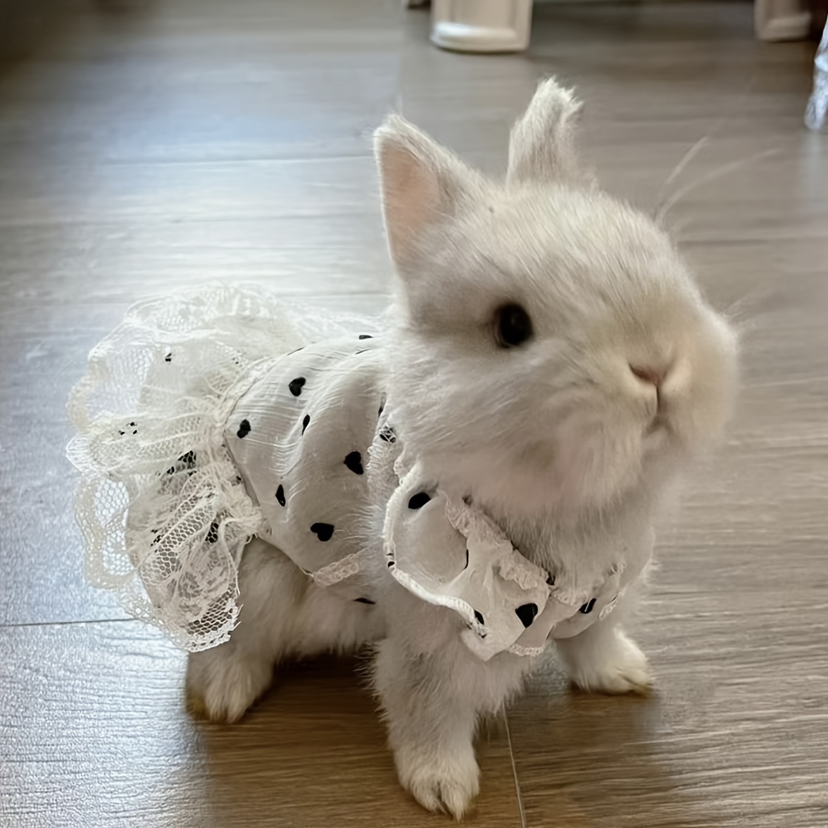 adorable polka dotted bunny dress vest set lace skirt cozy - Temu United  Arab Emirates