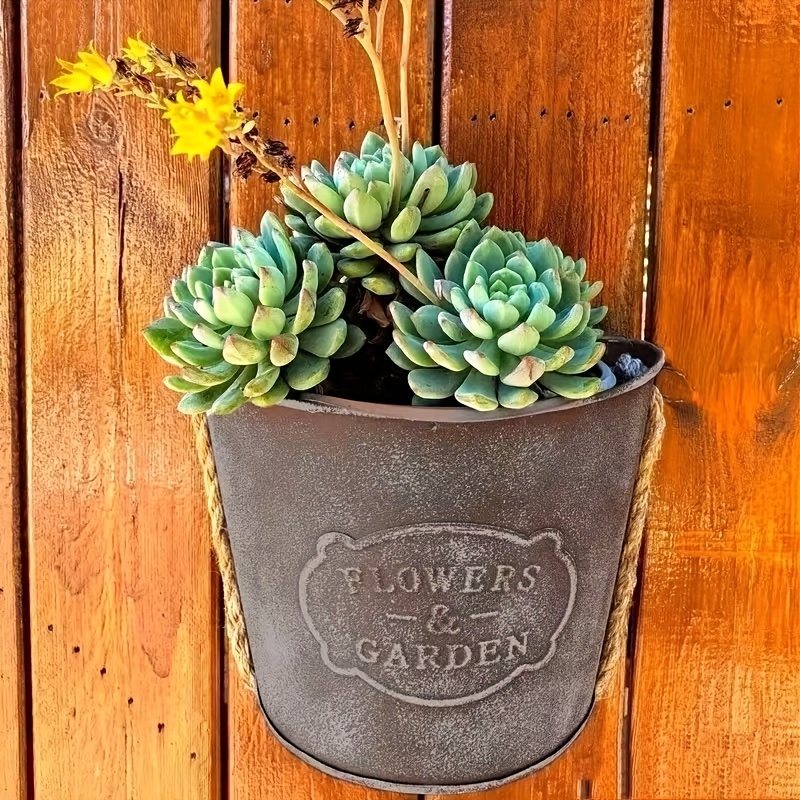 money plant vs money tree Money Tree
