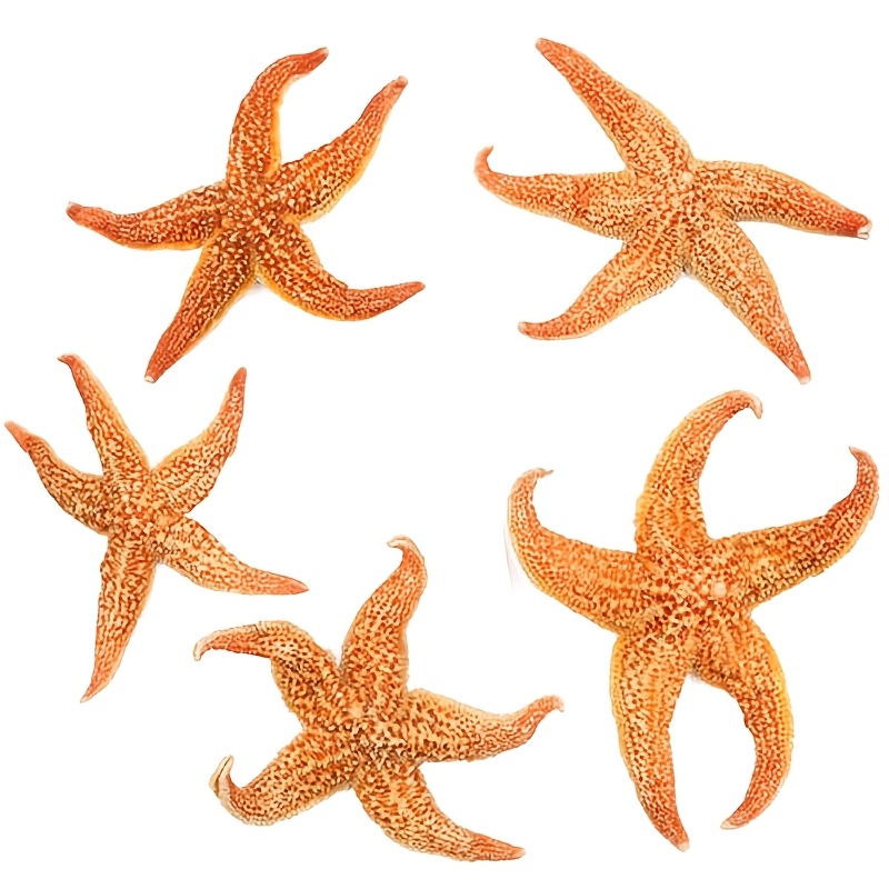 TEMU 5pcs Large Real Starfish Suitable For Crafts, Aquarium & Wedding Decor - Sea Star Shells For Vase Fillers, Fish Tank Decoration, Beach Themed