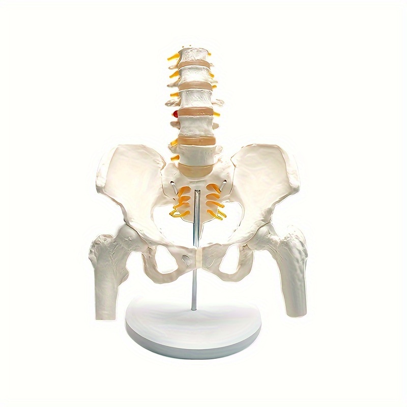 Human Pelvis And Lumbar Spine Anatomical Model 1 1 Life Size Realistic ...