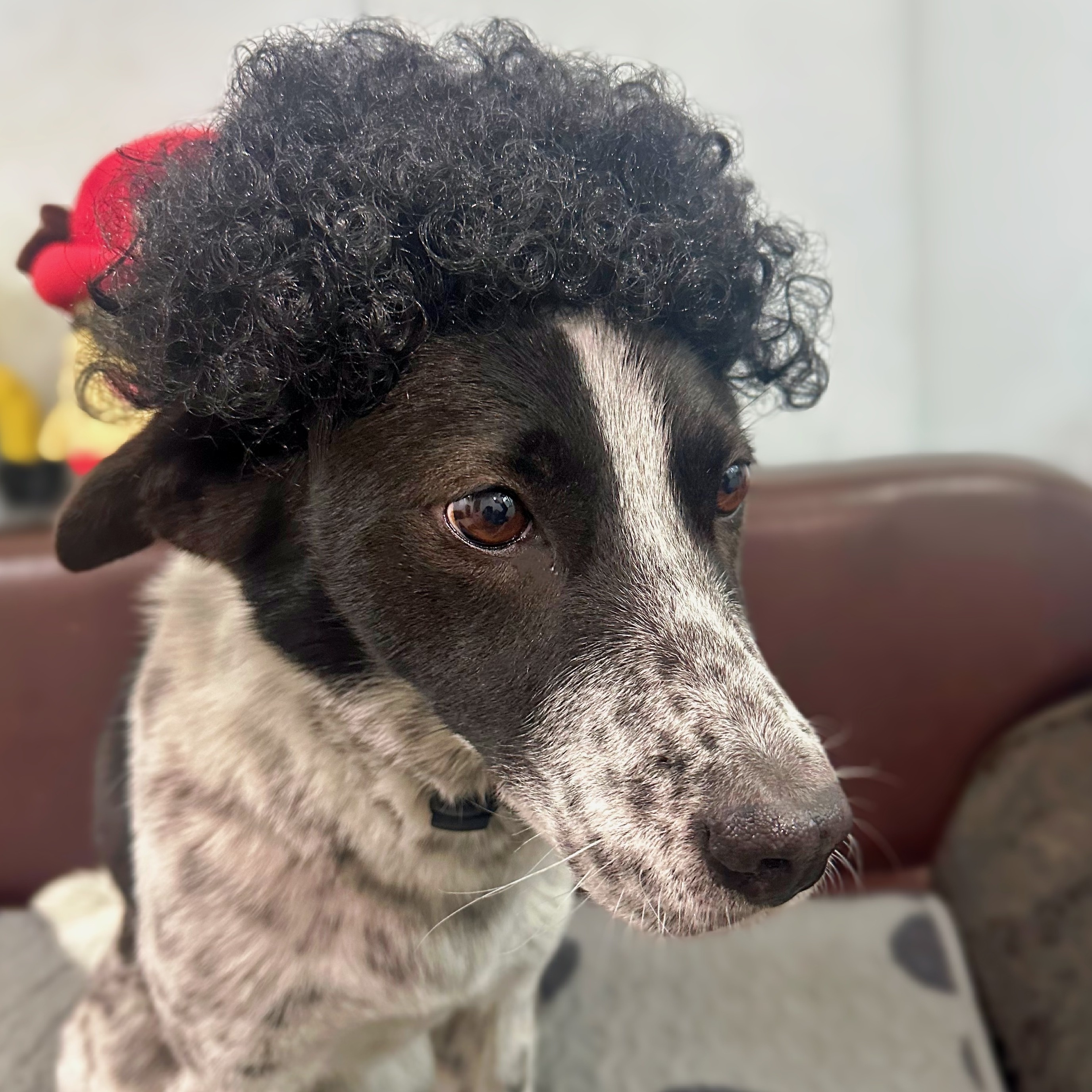 Curly Wig Afro Wig For Dogs Cute Afro Wig Black Color For Your Pet