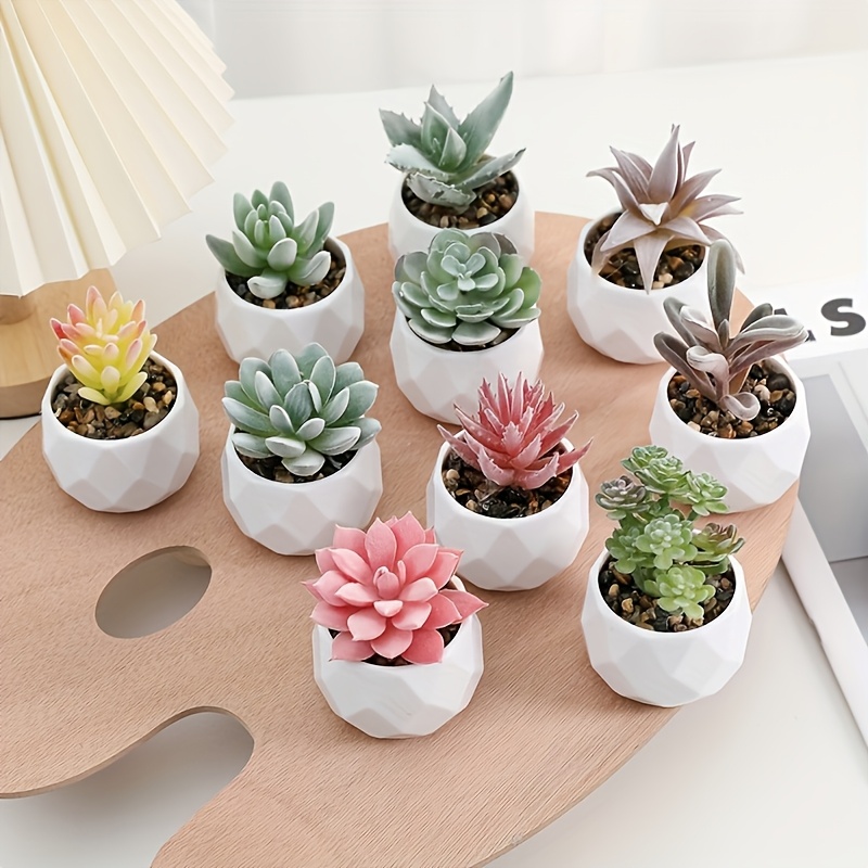 monstera potted plant Monstera Plant Set