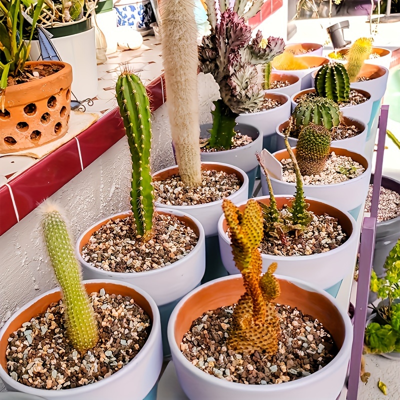 0 22 5 inch succulent pea gravel indoor potted plants - Temu