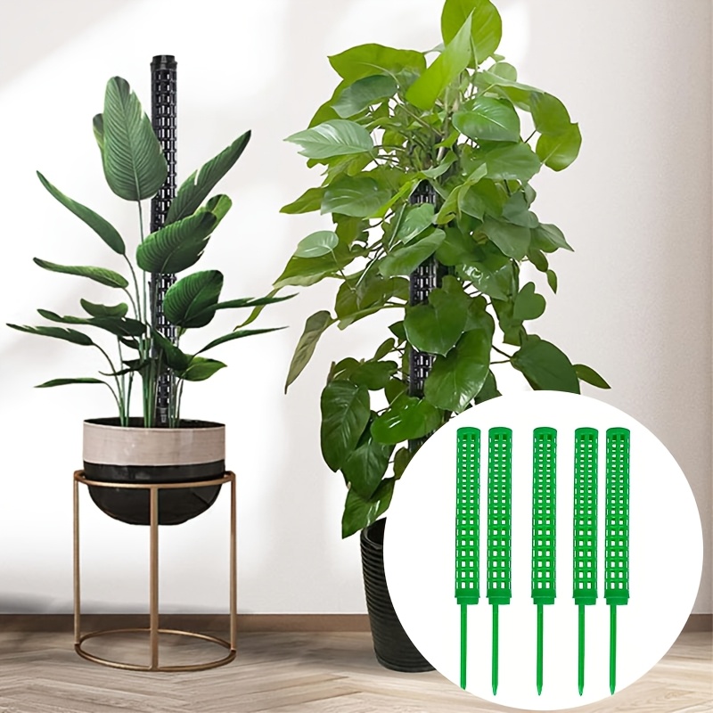 peace lily maintenance Spathiphyllum Lily - Peace Lily main image 0