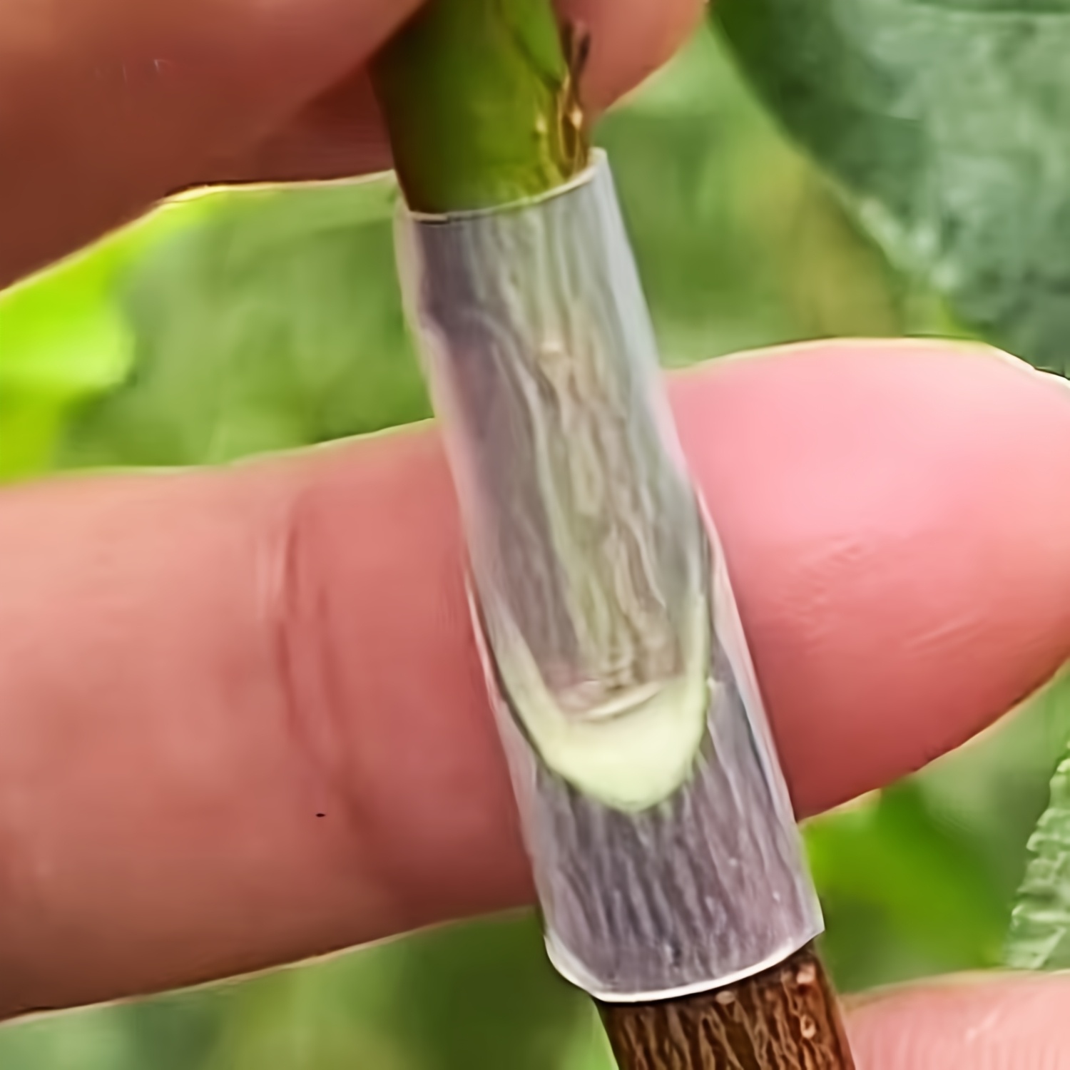 20 60 120pcs flexible plant grafting sleeves for fruit   gardening propagation tubes