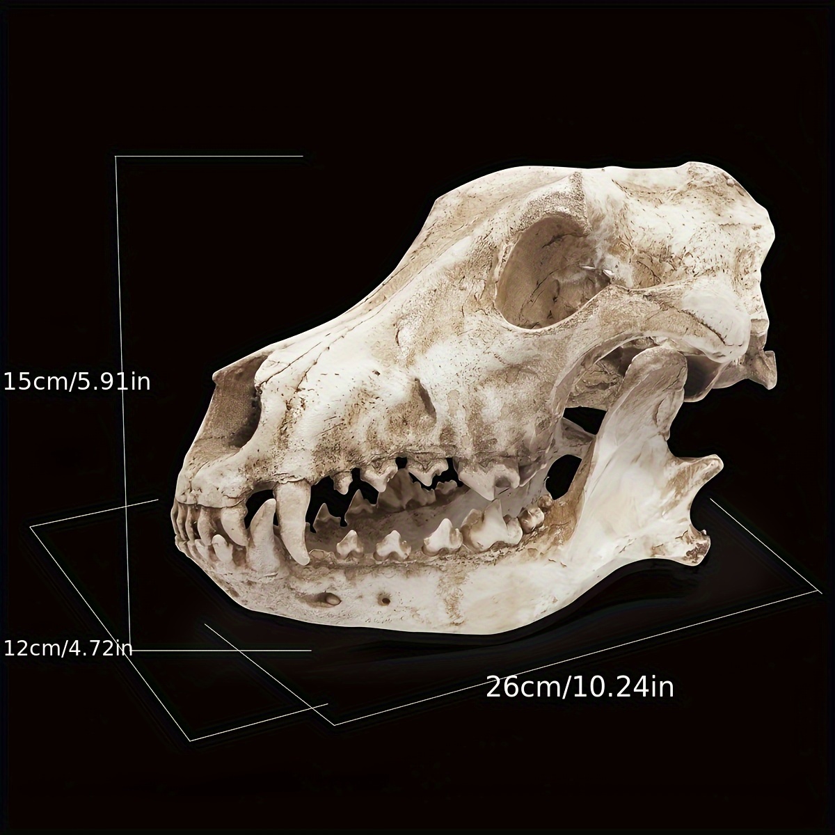 1pc Wolf Resin Craft Decoration Fashion Creative Holiday Gift Jackal Halloween Props Head Wolf Specimen