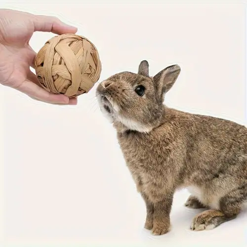 What Kind of Toys Do Rabbits Like to Play With: Top Fun Picks