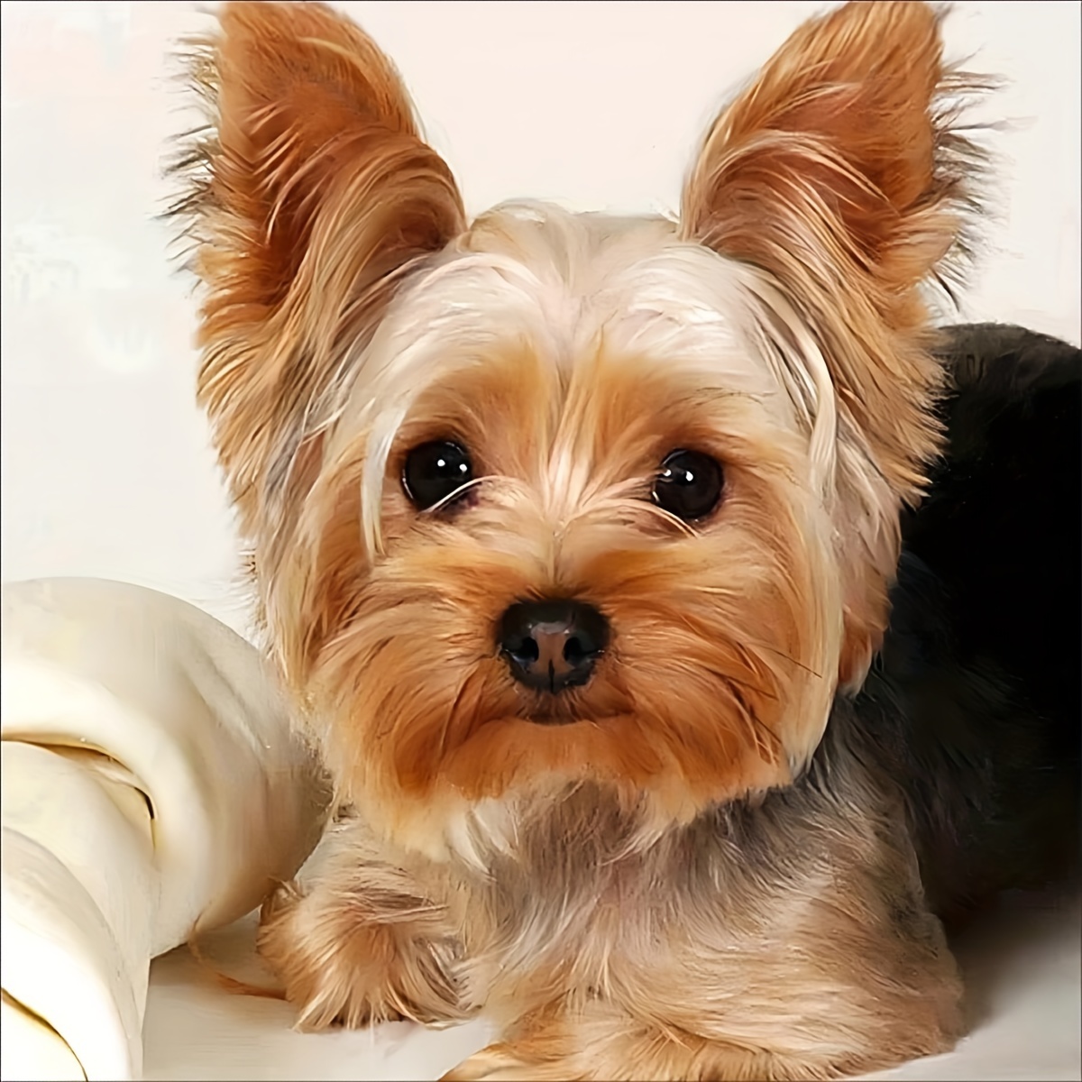 

Round Diamond Painting Kit, Yorkshire Terrier Dog Design, Canvas Craft Set For Beginners & Enthusiasts, Perfect Gift & Decor For Home Spaces, Animal Theme, 30x30 Cm - Includes All Tools & Accessories