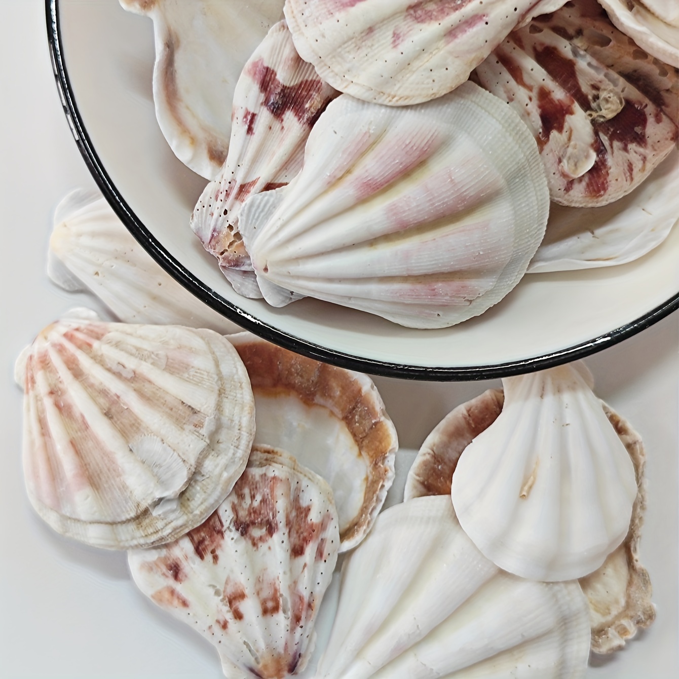 

100g Natural Sea Shells, Mixed Ocean Conch For Diy Crafts, Miniature Fairy Aquarium Decoration