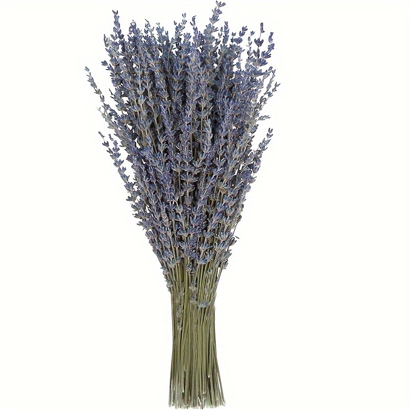 

Bouquet De Fleurs De Lavande Séchées Naturelles - Environ 100 Pièces Pour Décoration Maison, Mariage Et Accessoires Photo, Sans Risque De Parasites