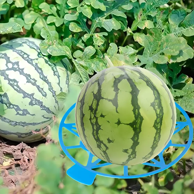 How Watermelon Planting Trays Help Grow Healthier and Cleaner Fruits