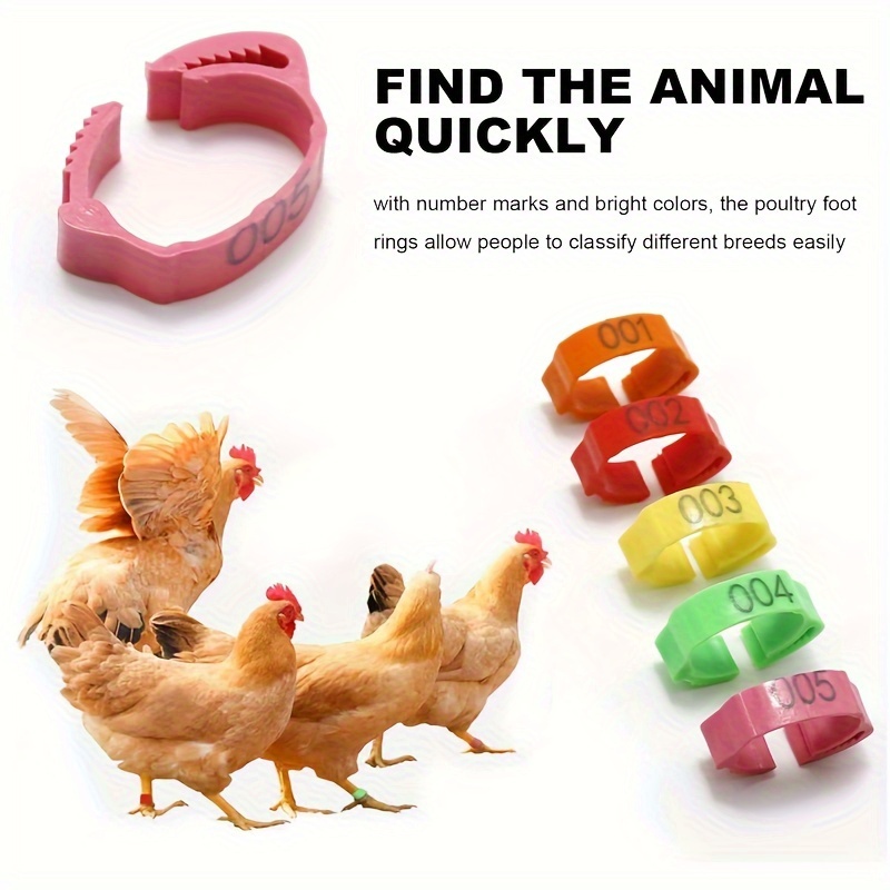 100 pack adjustable reusable colorful chicken leg bands numbered poultry identification tags for chickens ducks geese turkeys details 2