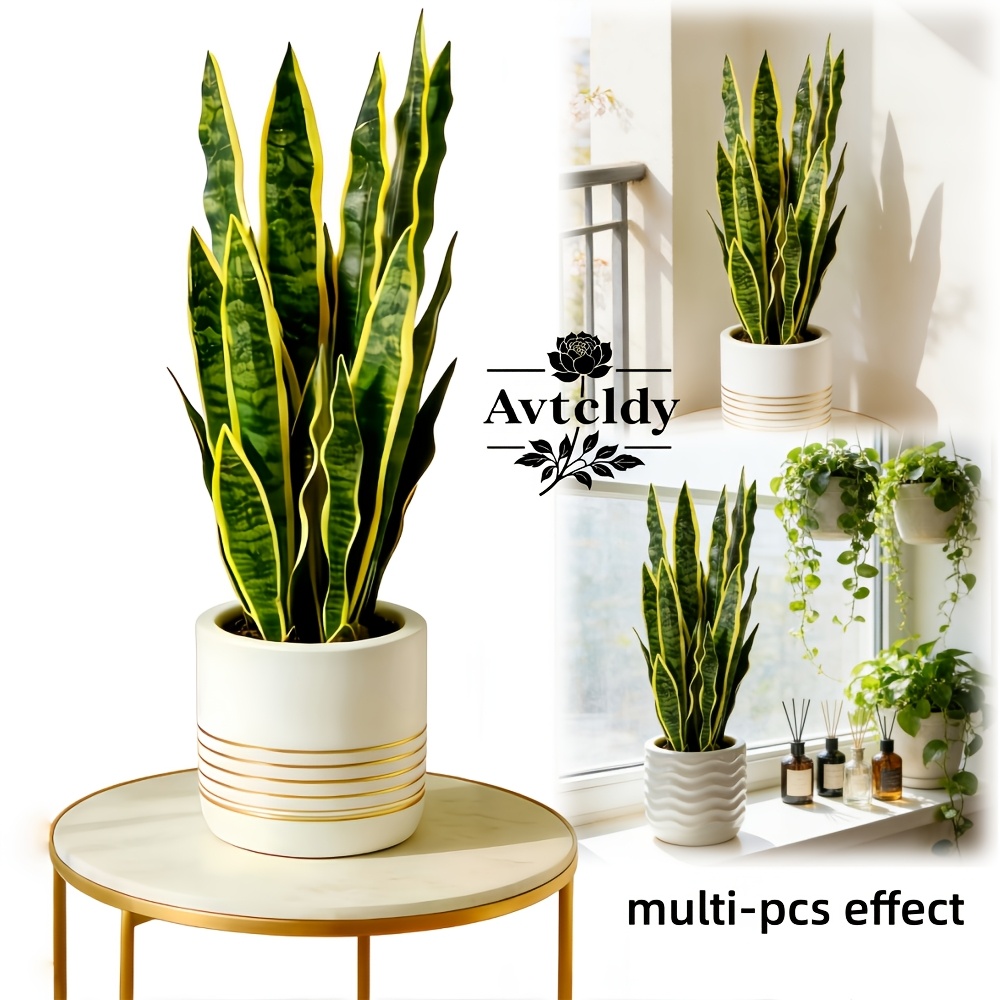 succulents Mixed Succulent Garden – Little Acre Flowers main image 1