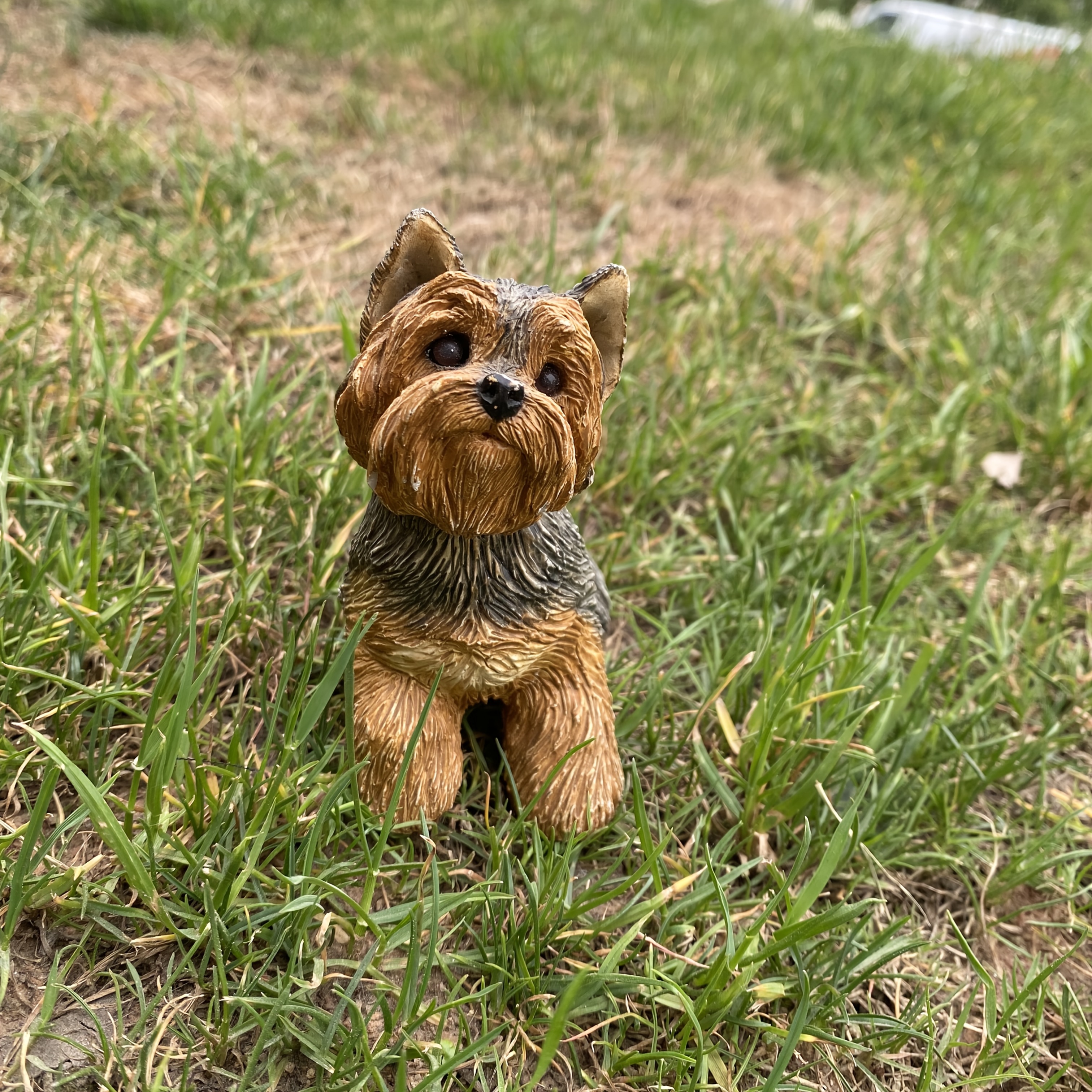 yorkshire terrier statue Belgium