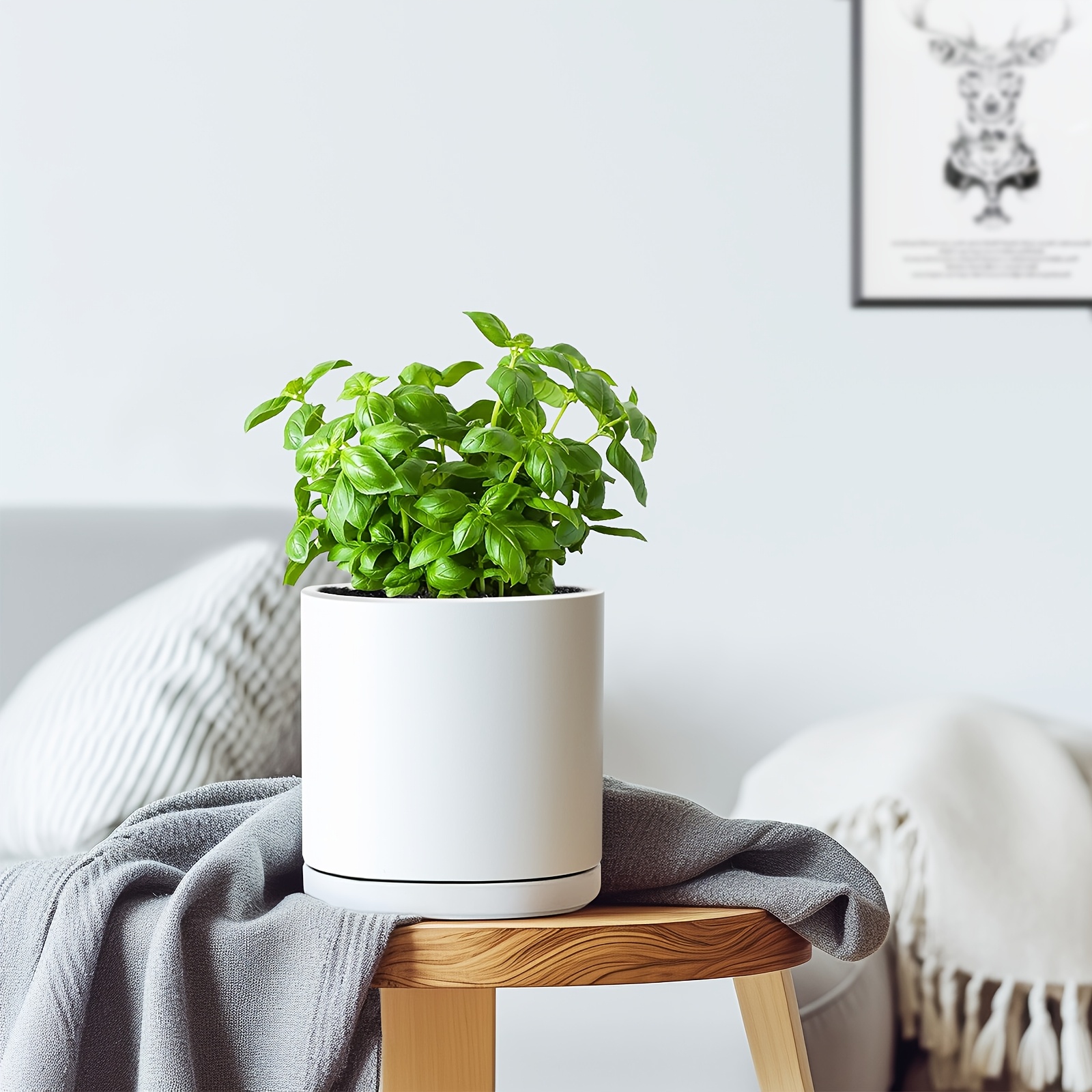 fertilize fiddle leaf fig Indoor Fiddle Leaf Ficus Lyrata & Fig Tree Fertilizer  The Plant Lady SF