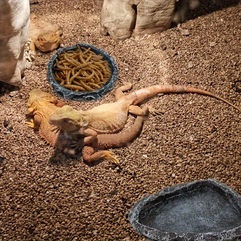 Reptile food store and water dishes