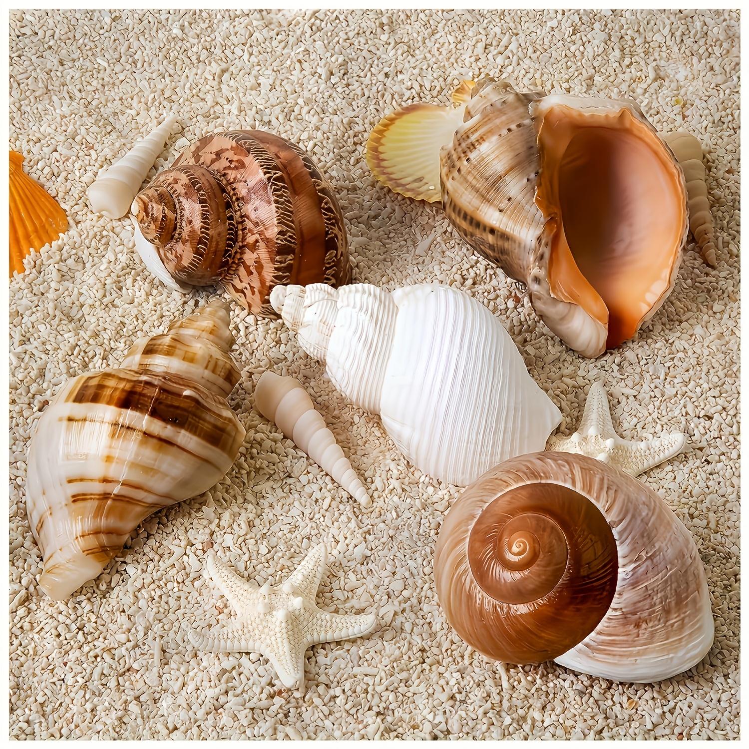 5 hermit crab shells sea shell size 2 8 3 9 opening size 1 5