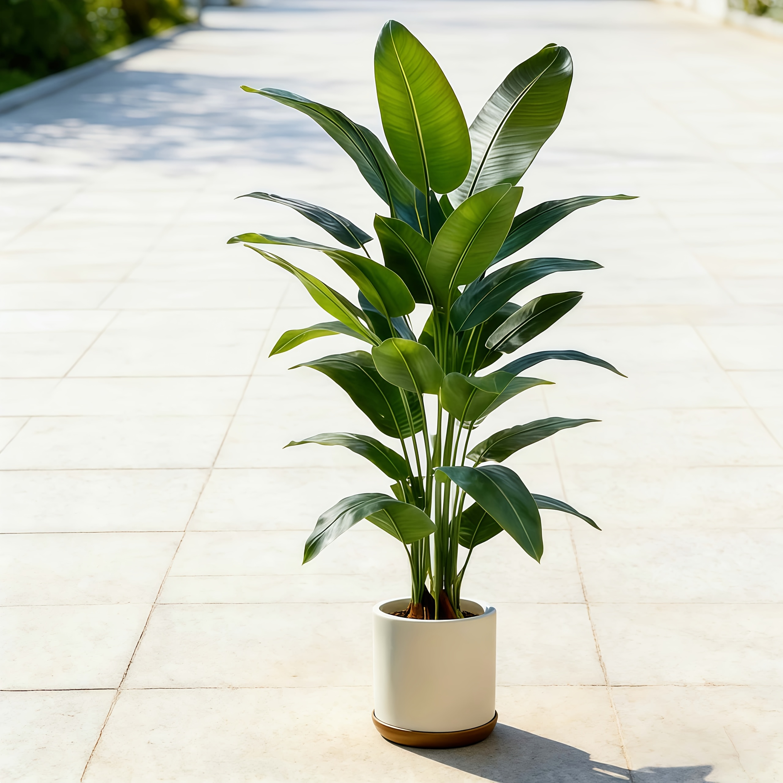 A Large Artificial Banana Tree That Requires Little Maintenance, Made of Plastic, Suitable for Both Indoor And Outdoor Use. It Perfectly Complements Gardens, Weddings, Homes, And Offices
