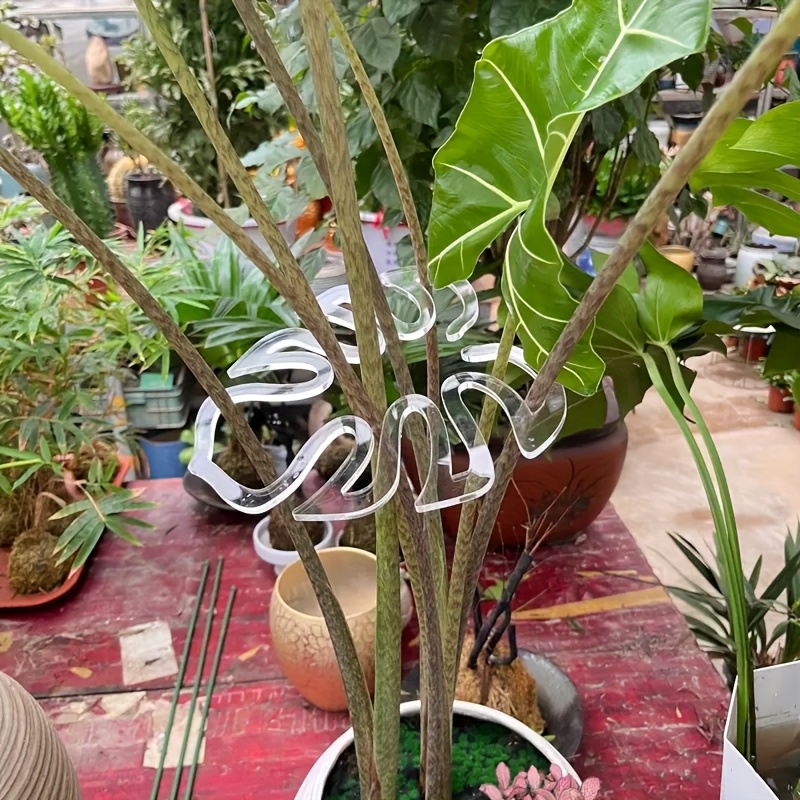 monstera thai constellation steckling Monstera 'Thai Constellation' Steckling kaufen