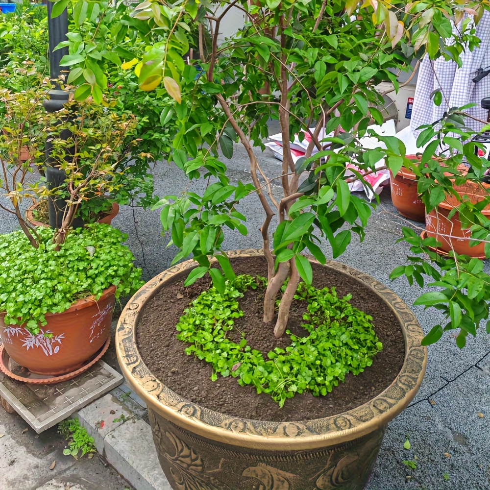 pflanztopf seegras Pflanzenkorb aus Seegras 'Kesat' | 22 cm ⌀