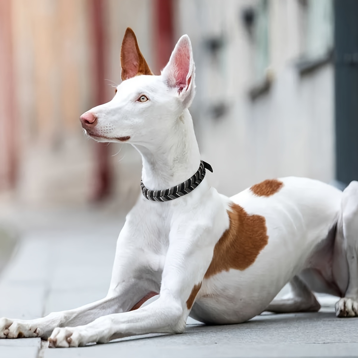 Handcrafted PVC Dog Collar with Metal Buckle, Adjustable