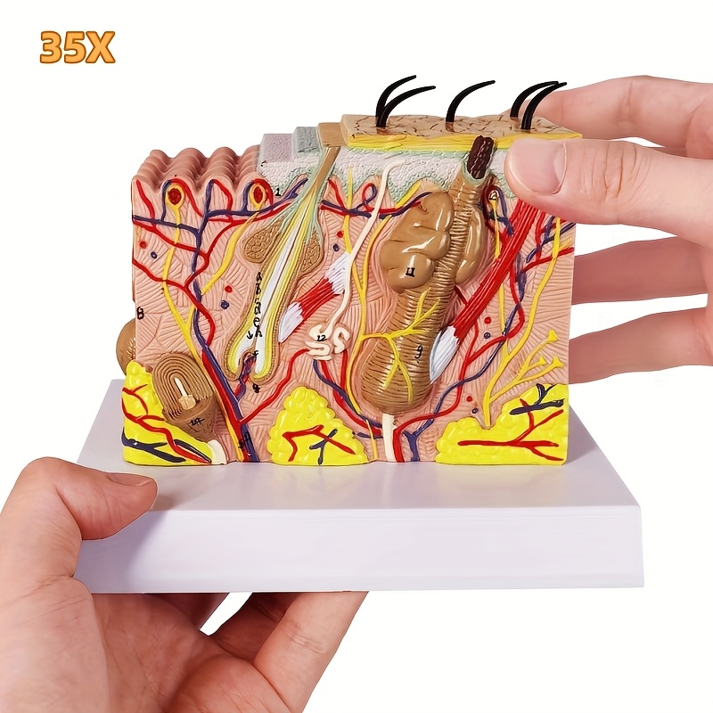 

35x Enlarged Anatomical Skin Layer Structure Model With Hair, Plastic Material For Science Classroom Learning, Teaching Display, And Medical Skin Marking