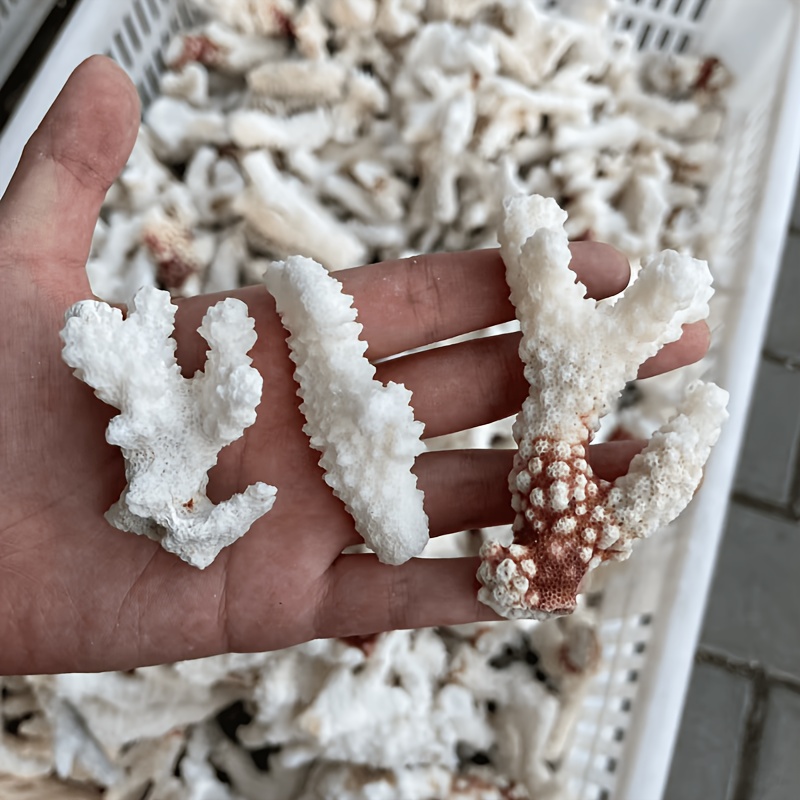   coral   decorative display piece marine specimen collectible for tabletop shelf styling and modern coastal interior decor unique branch coral structure with   natural texture and    