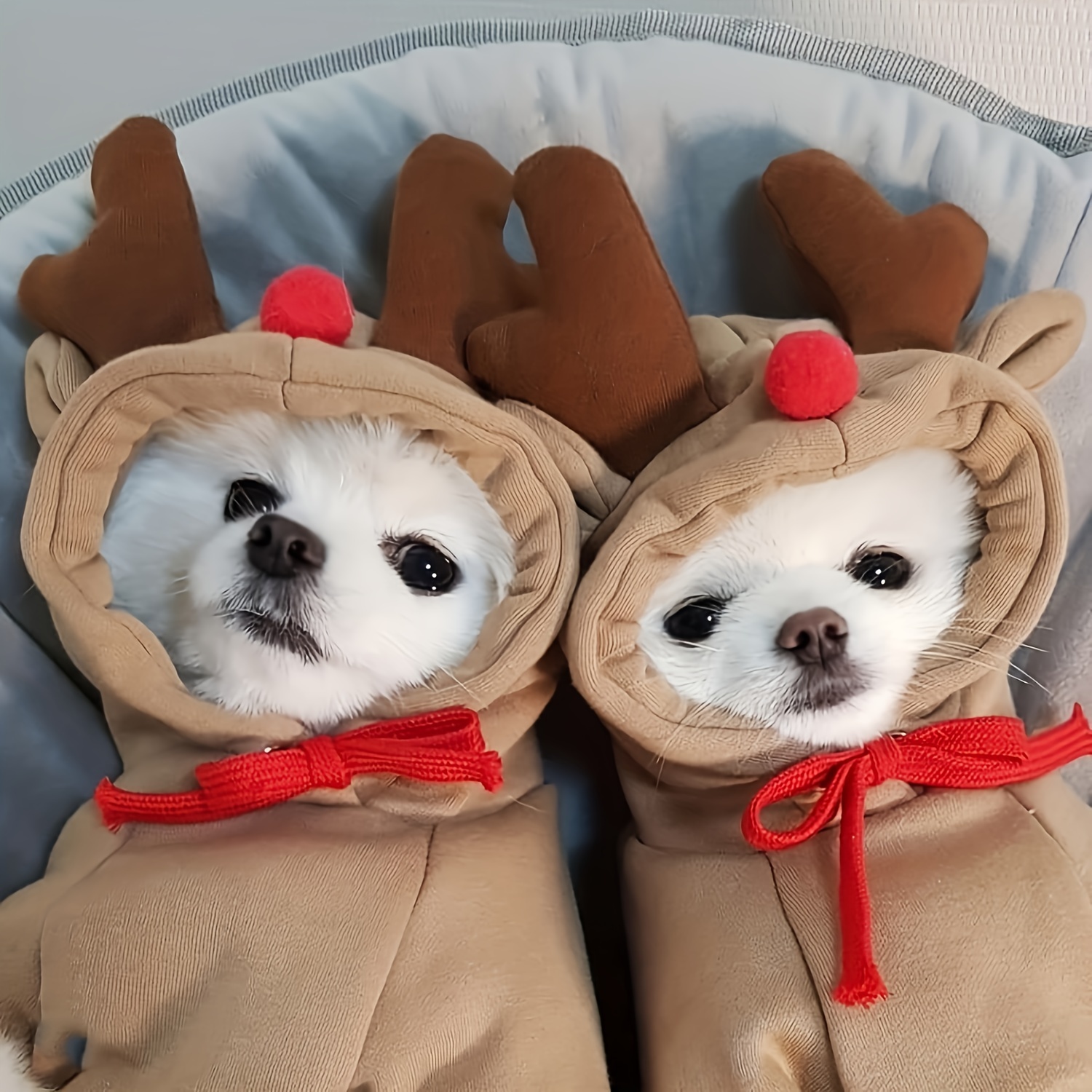 

à chien et - toute l'année - en cordons de serrage réglables, - les de à moyenne taille - Cadeau les anniversaires et